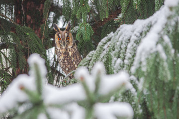 Long-eared owl (Asio otus) portrait hiding in snowy fir tree, in cold winter day