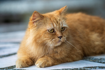 Portrait of a beautiful ginger cat in garden, close up