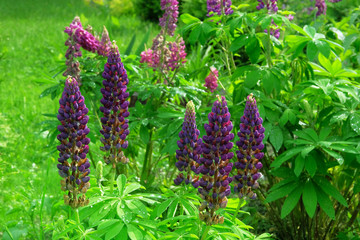 Purple lupin flowers blooming with a drops of rain. Spring background of nature with lupines. Blooming garden in springtime.