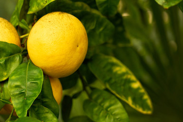 Grapefruit on a three. Copy space.