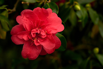 Obraz premium A red tropical flower. Copy space.