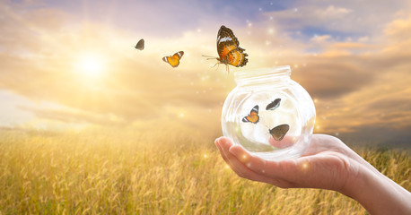 The girl frees the butterfly from the jar, golden blue moment Concept of freedom