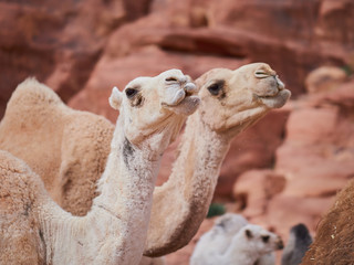 Camel in the desert (Wadi Rum desert in Jordan), one hump camel, Dromedary