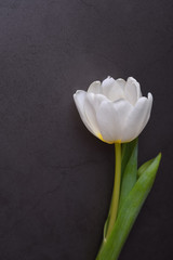 One beautiful bright white Tulip in close-up against a dark gray stucco wall.