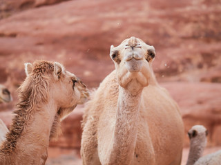 Camel in the desert (Wadi Rum desert in Jordan), one hump camel, Dromedary