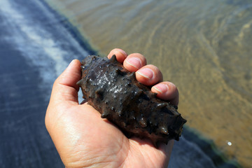 Sea cucumber in the palm