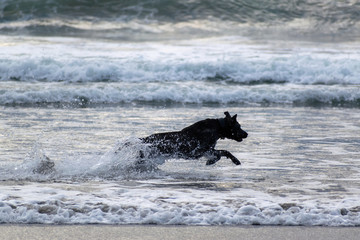 View of wet black dog running on ocean beach