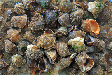 Fresh conch piles up, close-up photos