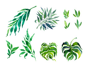 Set of watercolor twigs of exotic plants on a white isolated background. Green palm branches. Monstera. Leaves. Details of plants.