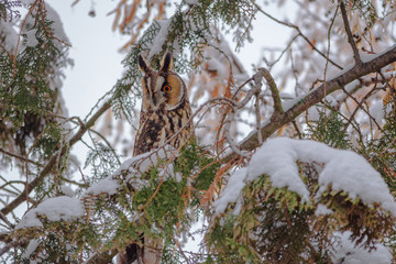 Long-eared owl (Asio otus) siting in snowy tree, in cold winter day