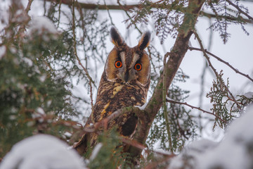 Long-eared owl (Asio otus) siting in snowy tree, in cold winter day