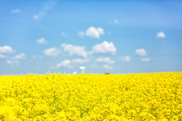 유채꽃 풍경
