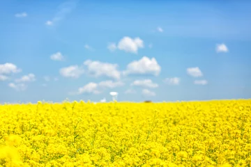  koolzaad landschap © ys