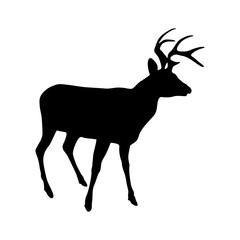 Deer (Odocoileus Virgiana) Silhouette Vector Found In Europe, Asia And North America