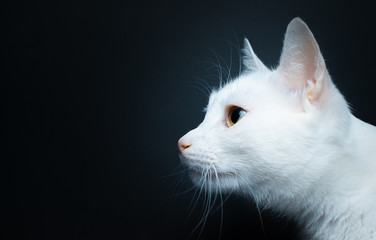 Portrait of a white cat with yellow eyes on a black background