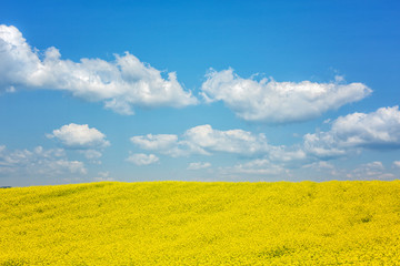 Obraz premium 유채꽃 풍경