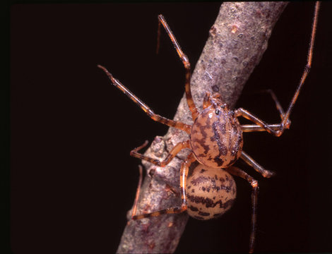 Scytodes thoracica spider aracnid ara&ntilde;a