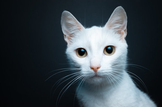 Portrait of a white cat with yellow eyes on a black background