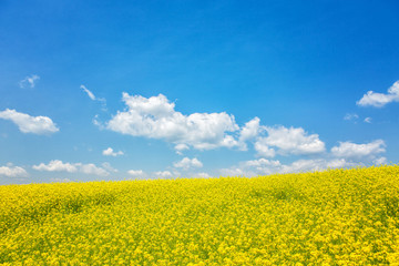 Obraz premium 유채꽃 풍경