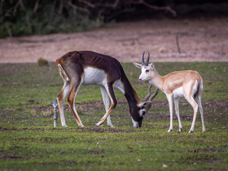 Naklejka na ściany i meble Group of a beautiful young sand gazelles (Gazella Marica) in the park, Arabian Peninsula.
