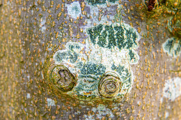 Background of the bark of a tree with blue-green circles with a white border around it of fungus.