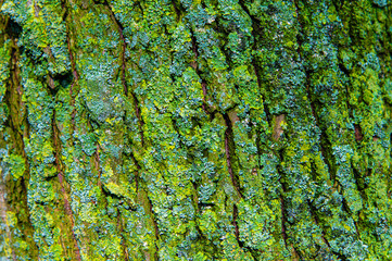 Background from a grooved piece of tree bark with green moss.