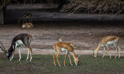 Group of a beautiful young sand gazelles (Gazella Marica) in the park, Arabian Peninsula.