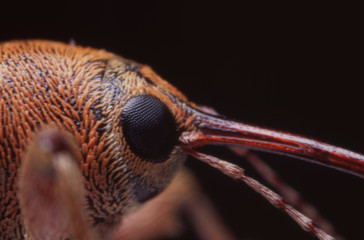 Weevil Gorgojo Detail Insect Entomology