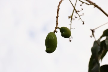 Mango and green fruit on a branch