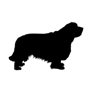 Clumber Spaniel Silhouette Vector Found In Map Of Europe 