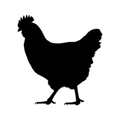 Chicken (Gallus Gallus) Silhouette Vector Found In Open Woodland and Sheltered Grassland