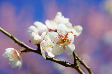 青空を背景に梅の花が咲く