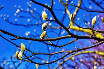 Blooming willow branches are the harbingers of spring.