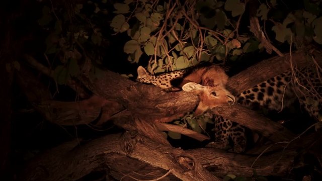 Leopard with its puku prey over a tree branch