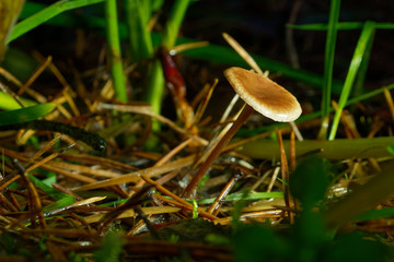 Beautiful mushroom in the forest. Sunny weather, macro.