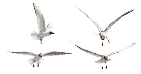 four black head seagulls flying on white