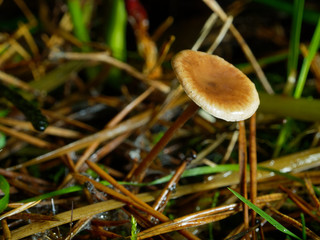 Beautiful mushroom in the forest. Sunny weather, macro.