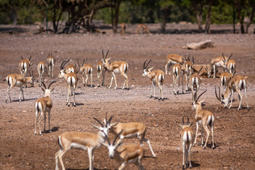 Group of a beautiful young sand gazelles (Gazella Marica) in the park, Arabian Peninsula.