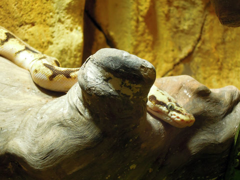 Ball python