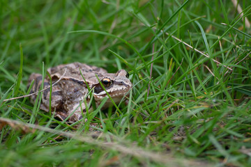 Frog in the green grass in the wild nature