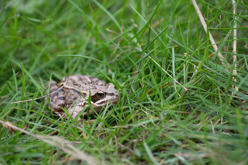 Frog in the green grass in the wild nature
