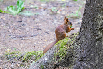 Squirrel in the forest