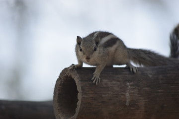 squirrel sitting on tree with clear sky facing towards camera