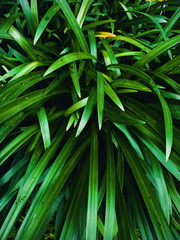 background of green leaves