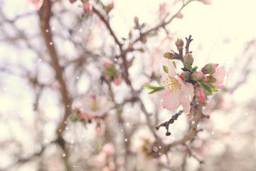 background of spring cherry blossoms tree. selective focus