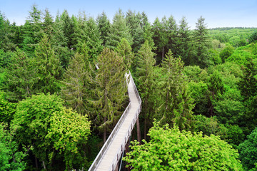 Forest path and trail of the treetop path called Baumwipfelpfad directly on the Saarschleife in the...