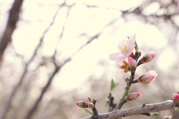 background of spring cherry blossoms tree. selective focus
