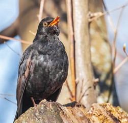 Singende Amsel