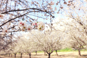 background of spring cherry blossoms tree. selective focus