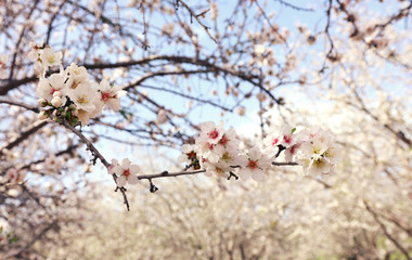 background of spring cherry blossoms tree. selective focus